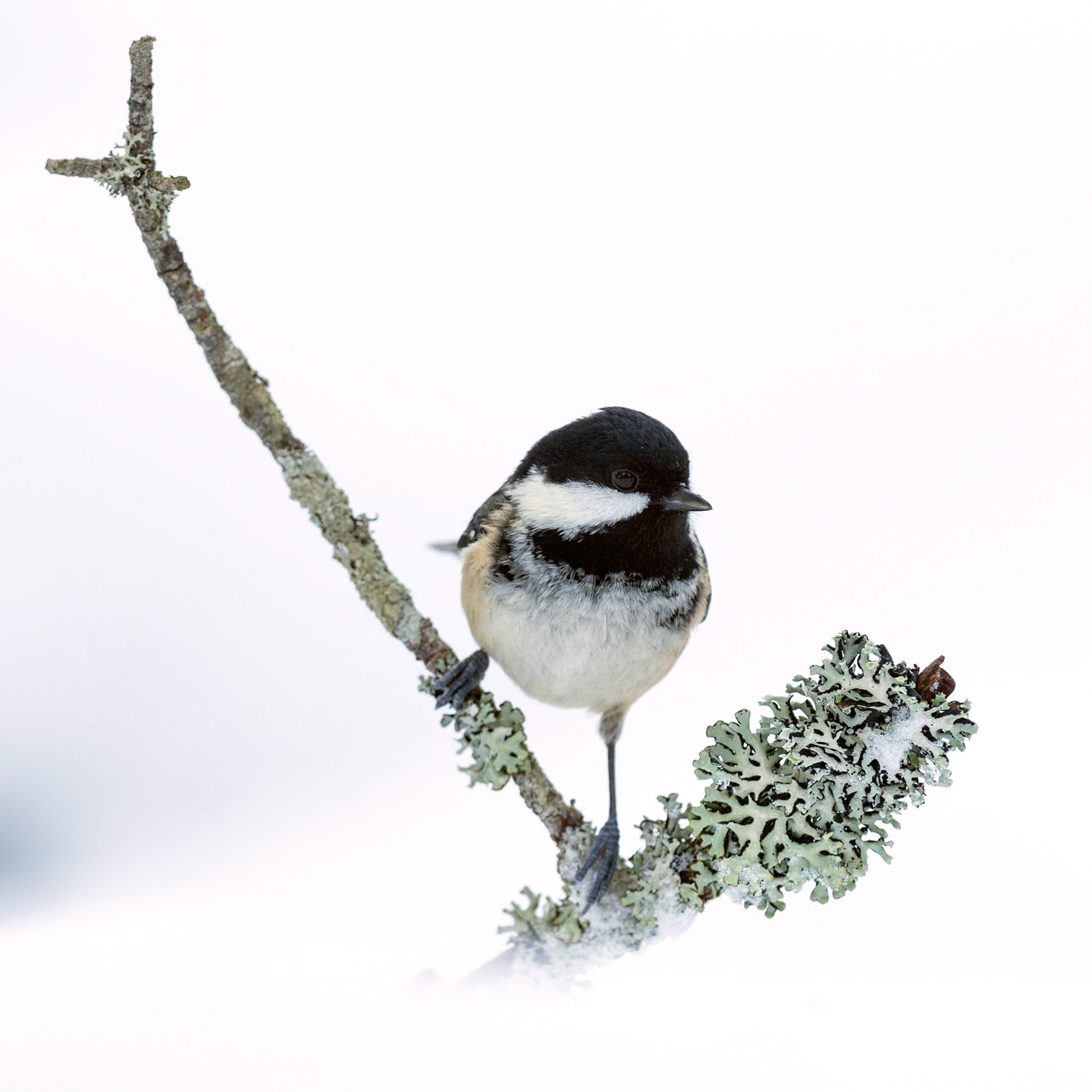 Coal Tit in snow