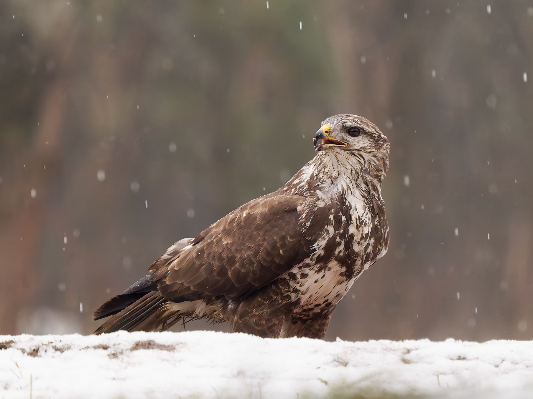 Buzzard in the snow