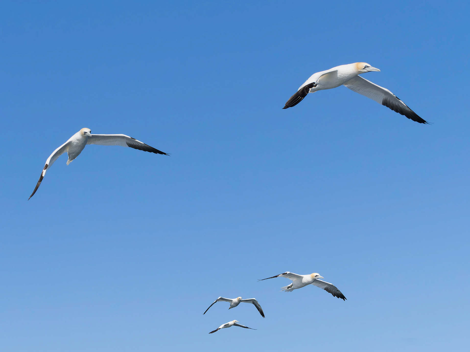 Gannets Flying