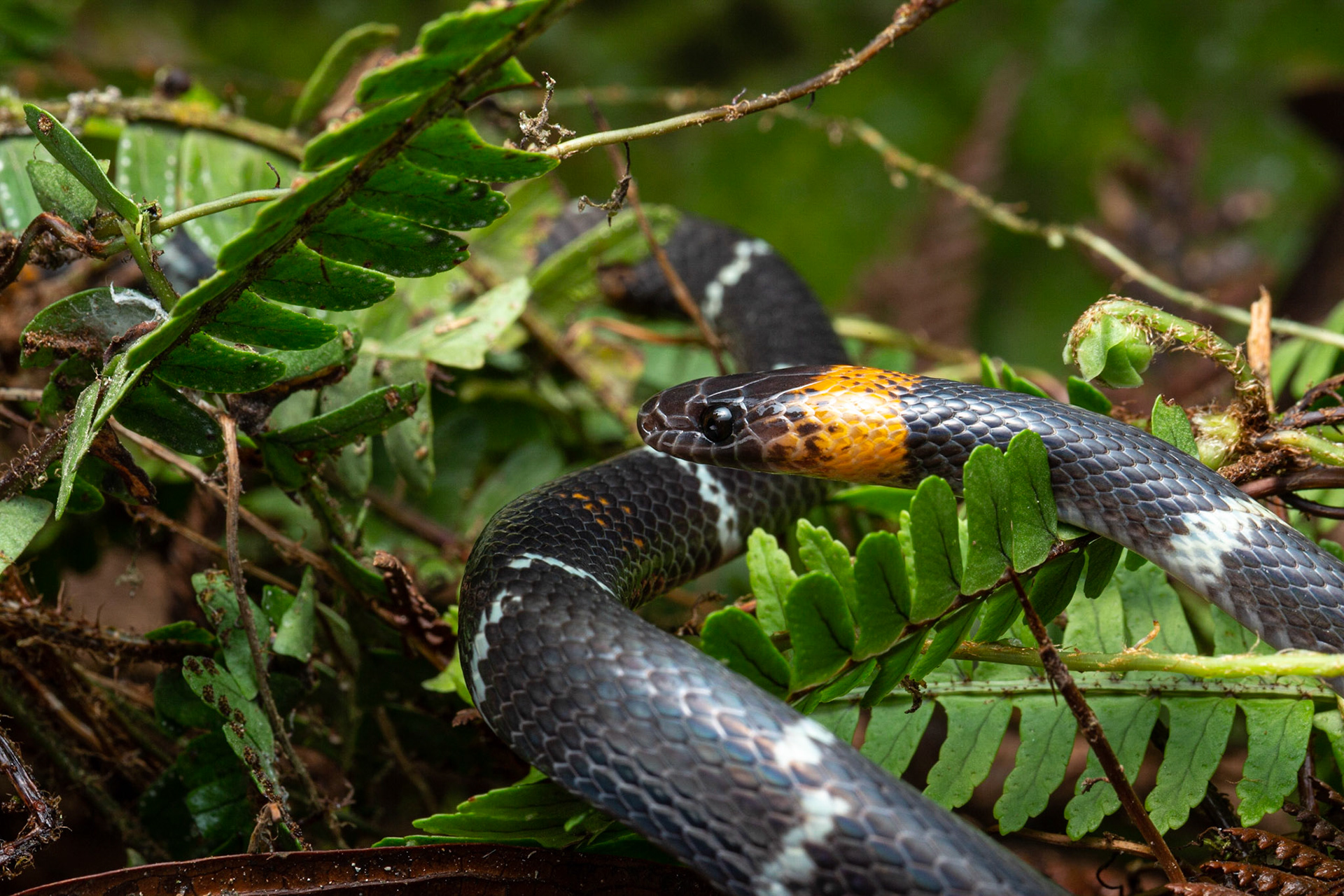 Imposter flame Snake (Oxyrphopus vanidicus)