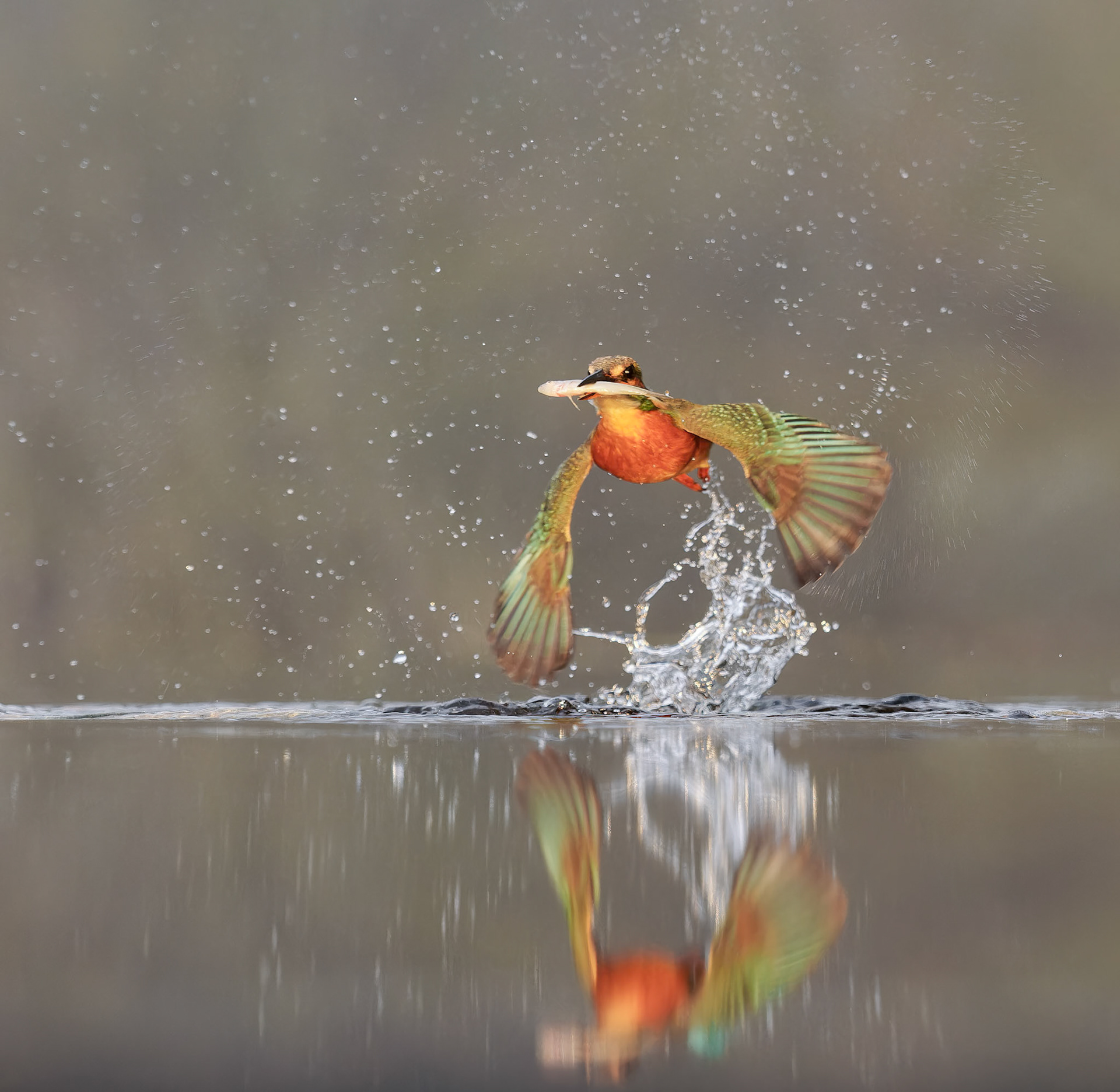 Kingfisher