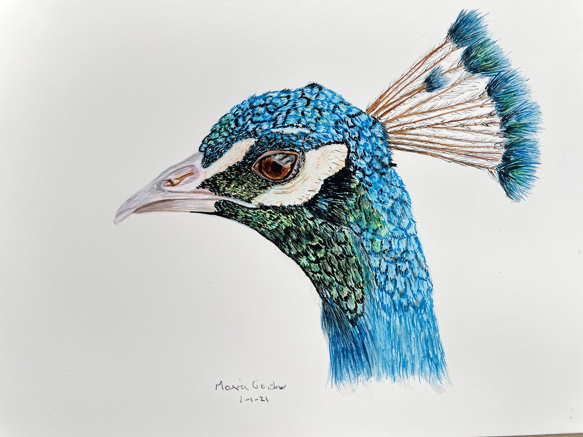 Peacock