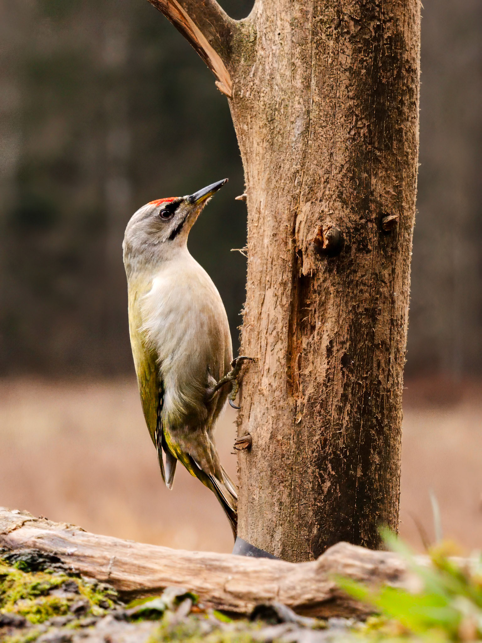 Grey Headed Woodpecker