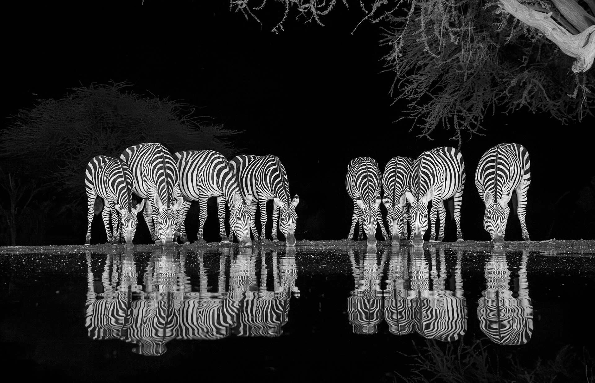 Zebra at waterhole
