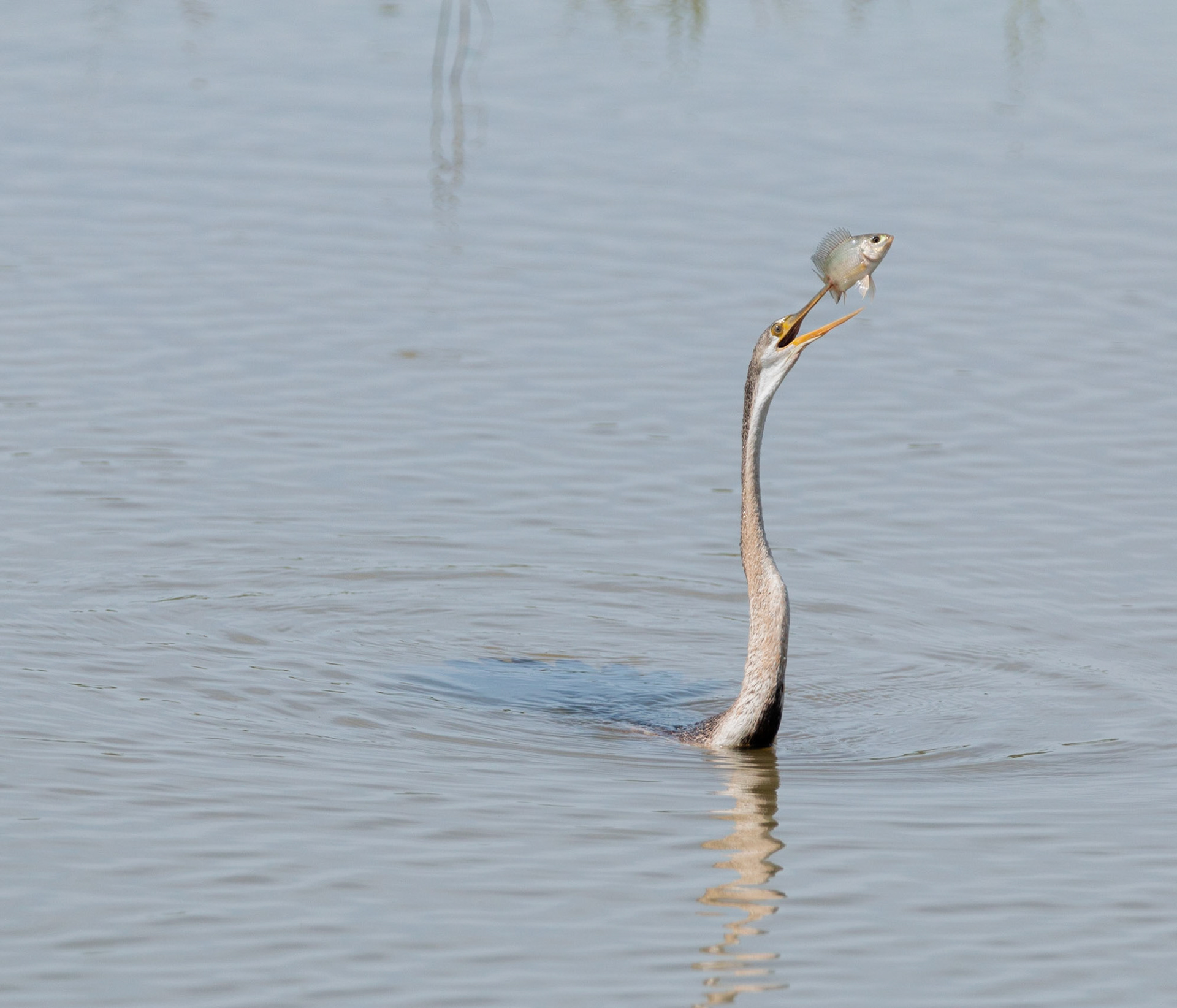 Oriental Darter aka Snake Bird with Fish
