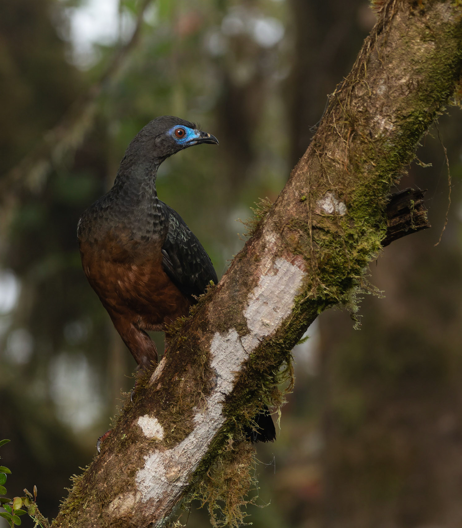 Sickle winged Guan