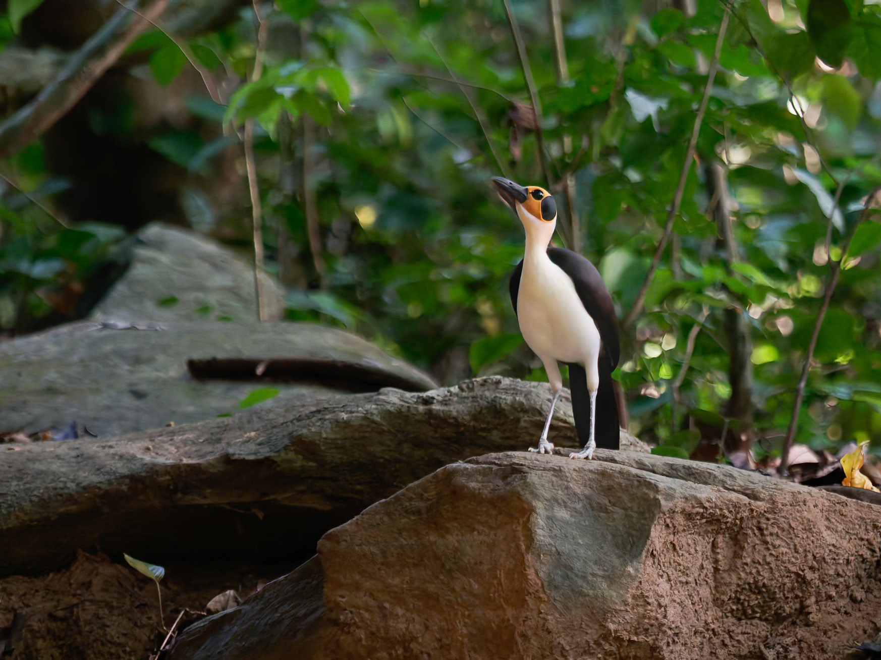 Yellow Headed Picathartes