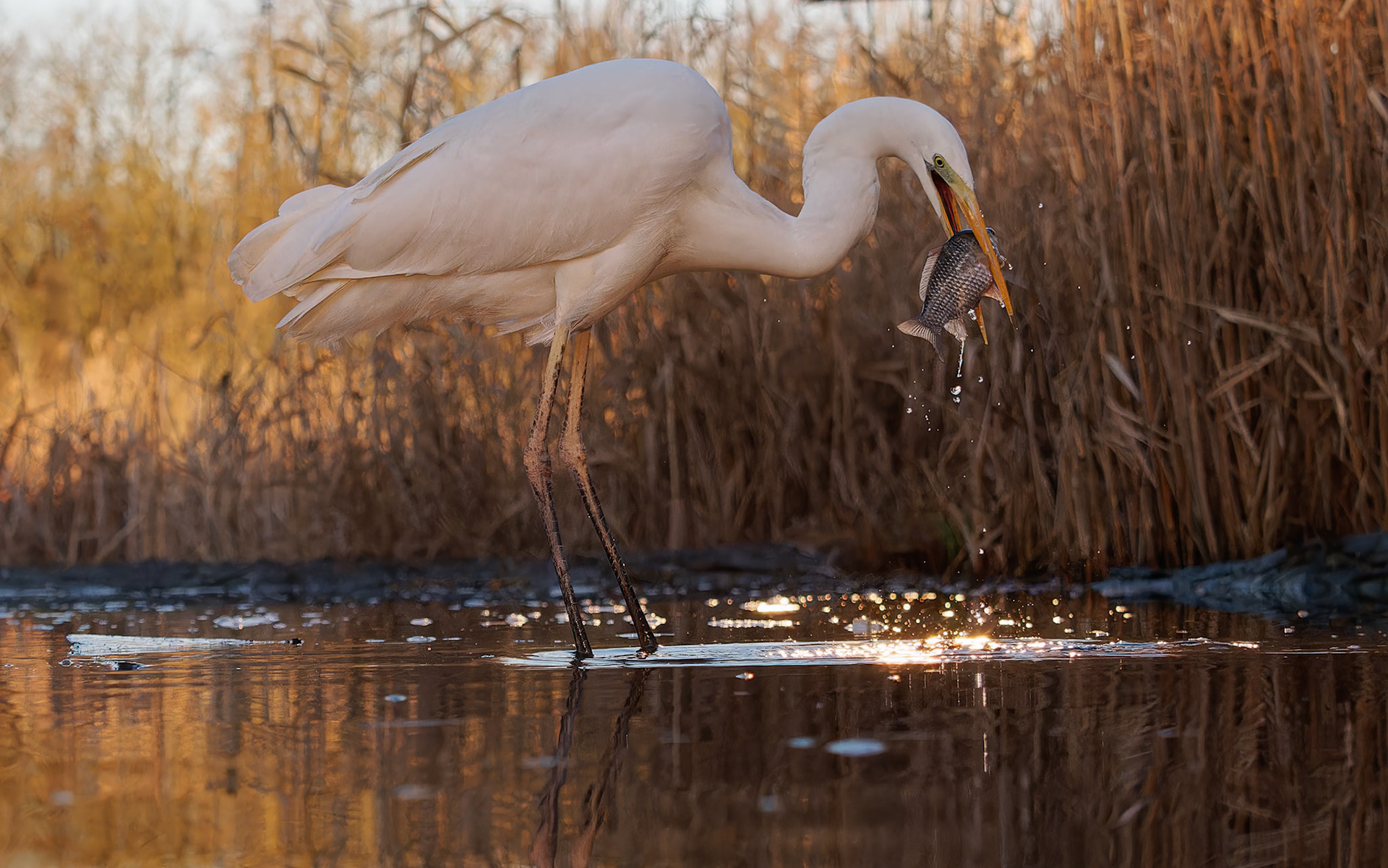 Egret with fish