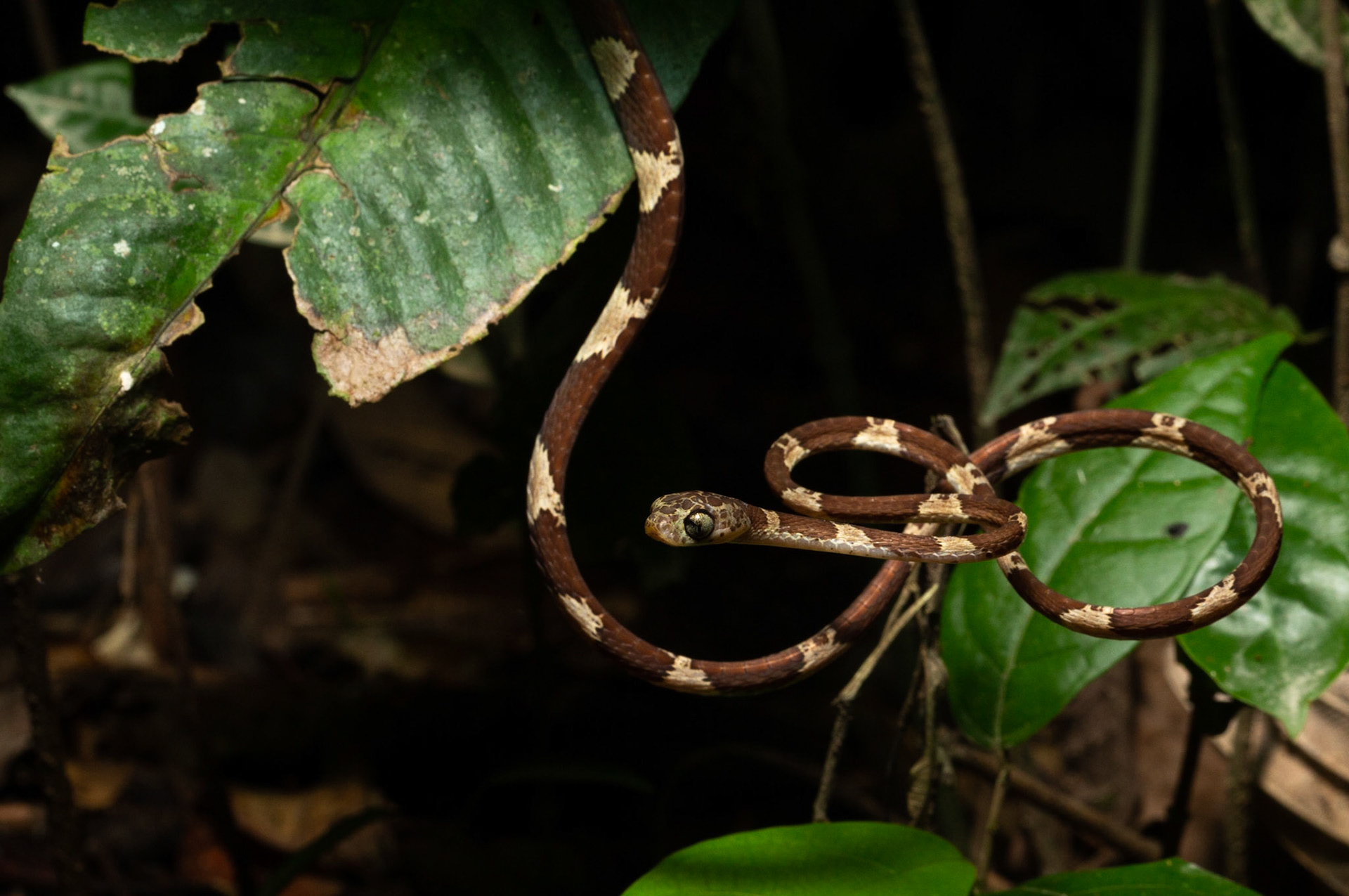 Northern Cat eyed snake (Leptodeira septentrionalis)