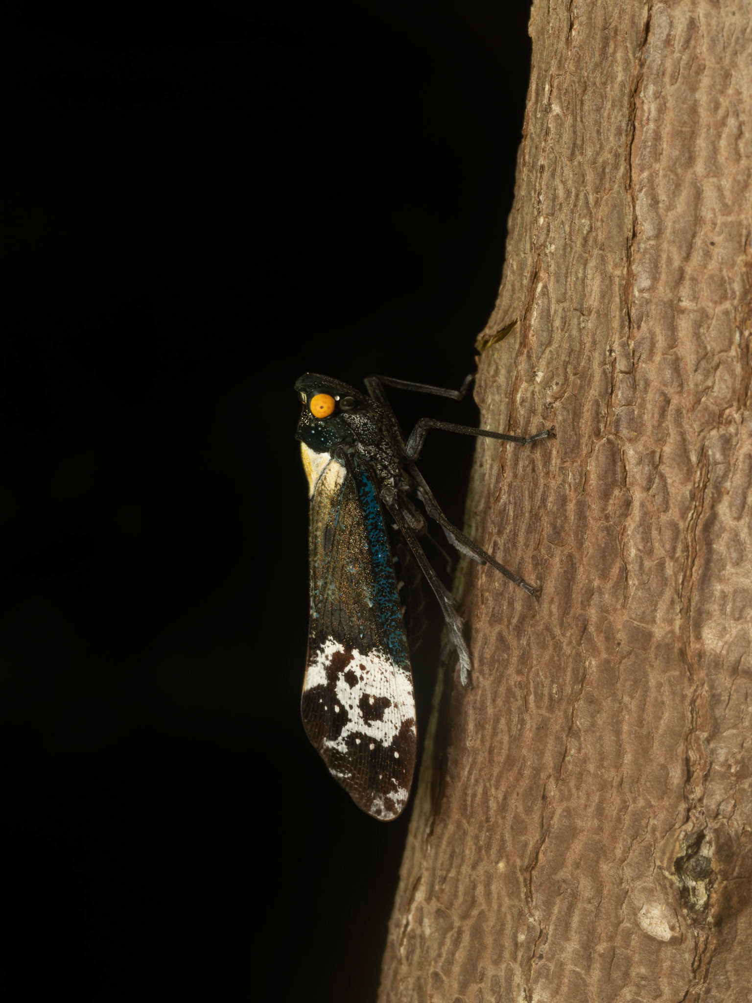 Planthopper Penthicodes fairinosa,