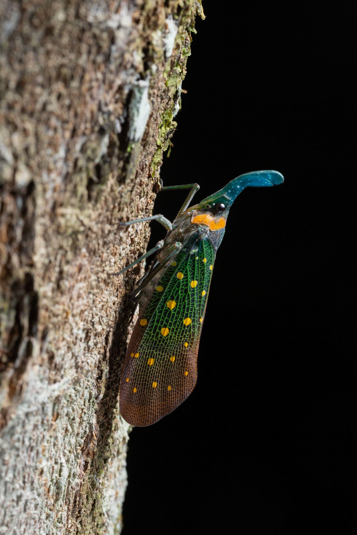 Lantern Bug (Pyrops whiteheadi)