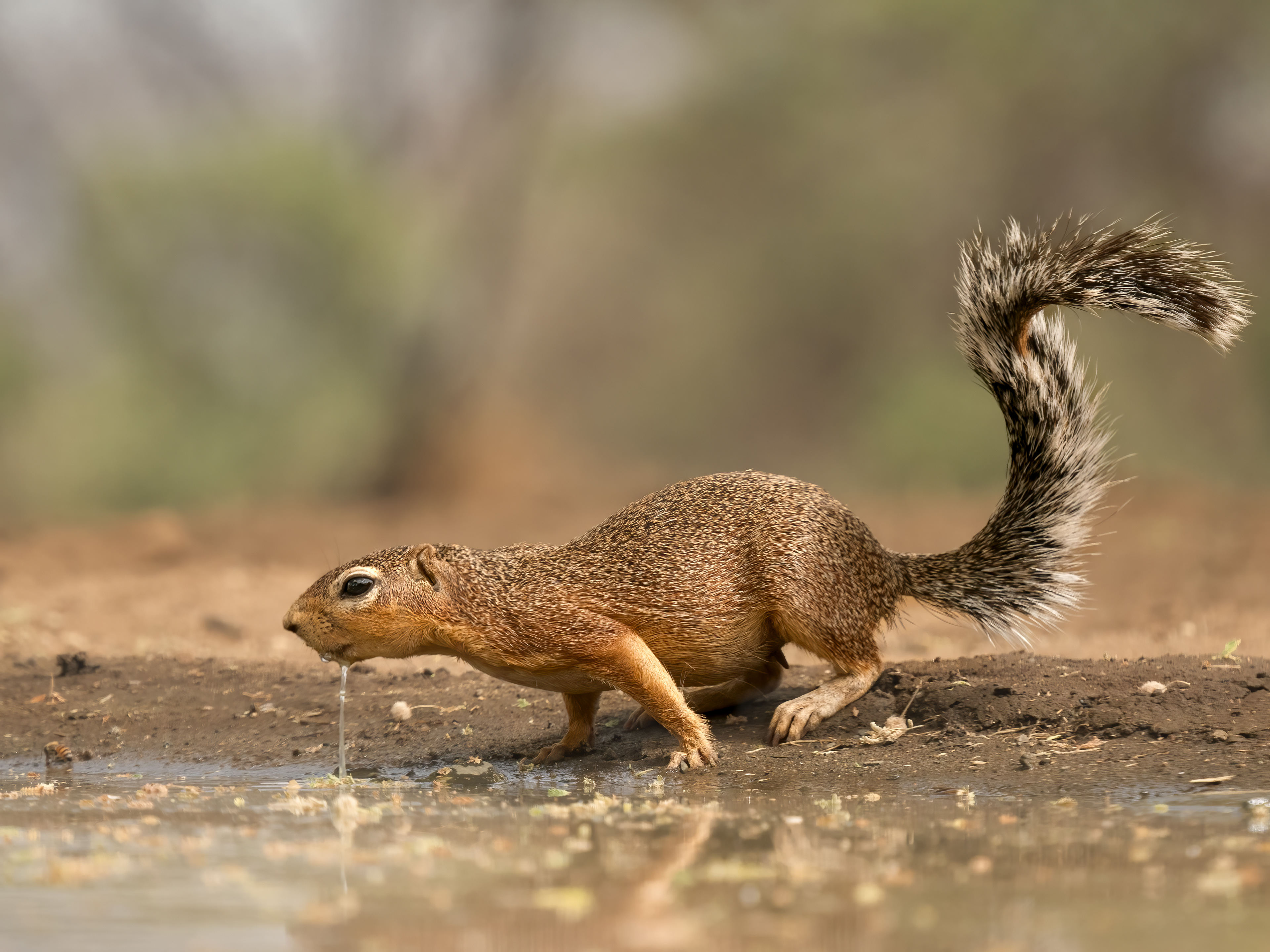 Ground Squirrel