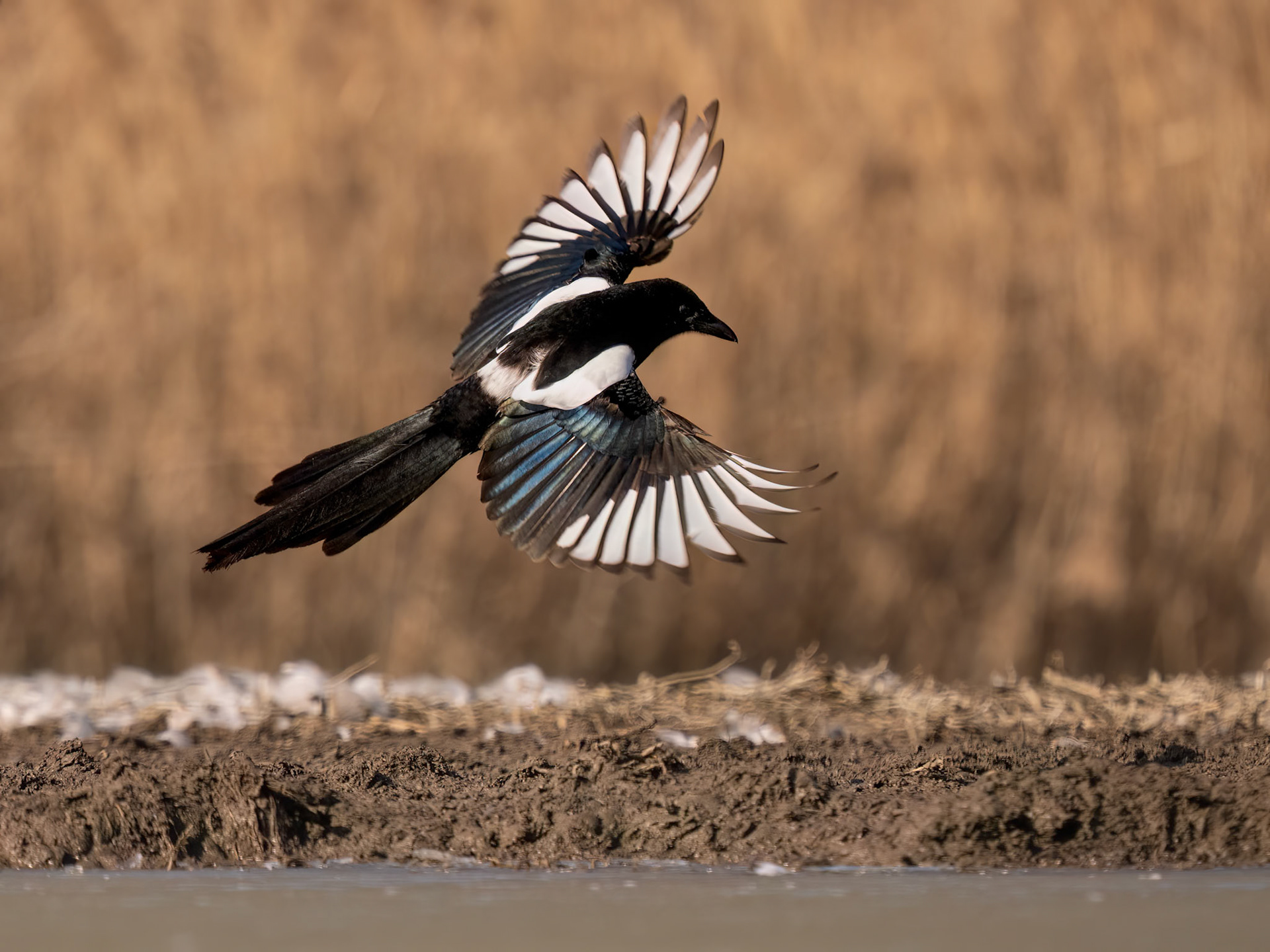 Eurasian Magpie