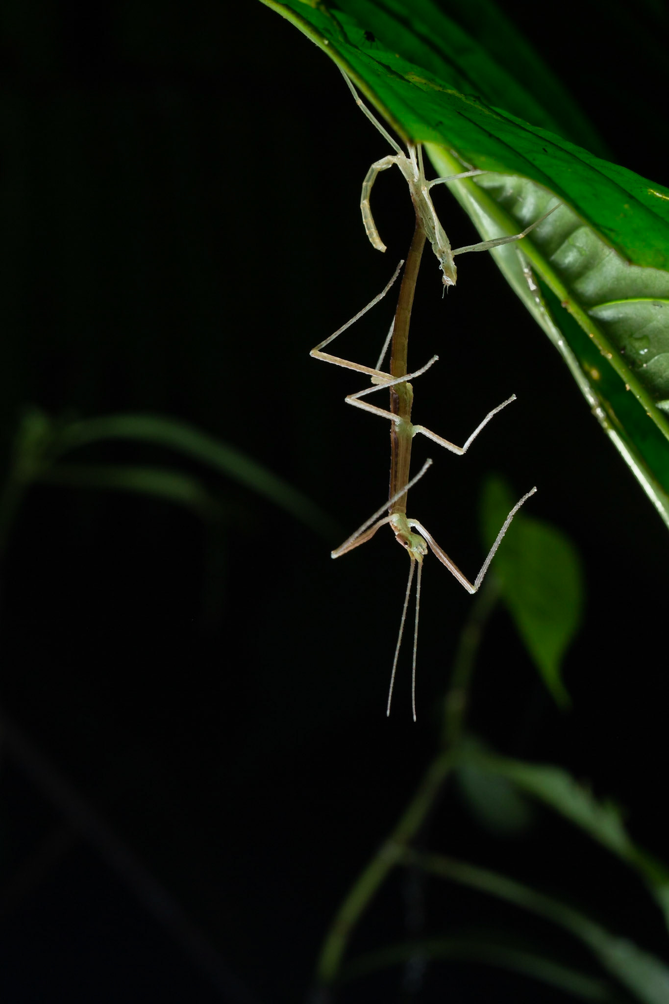 Stick Insect Shedding skin