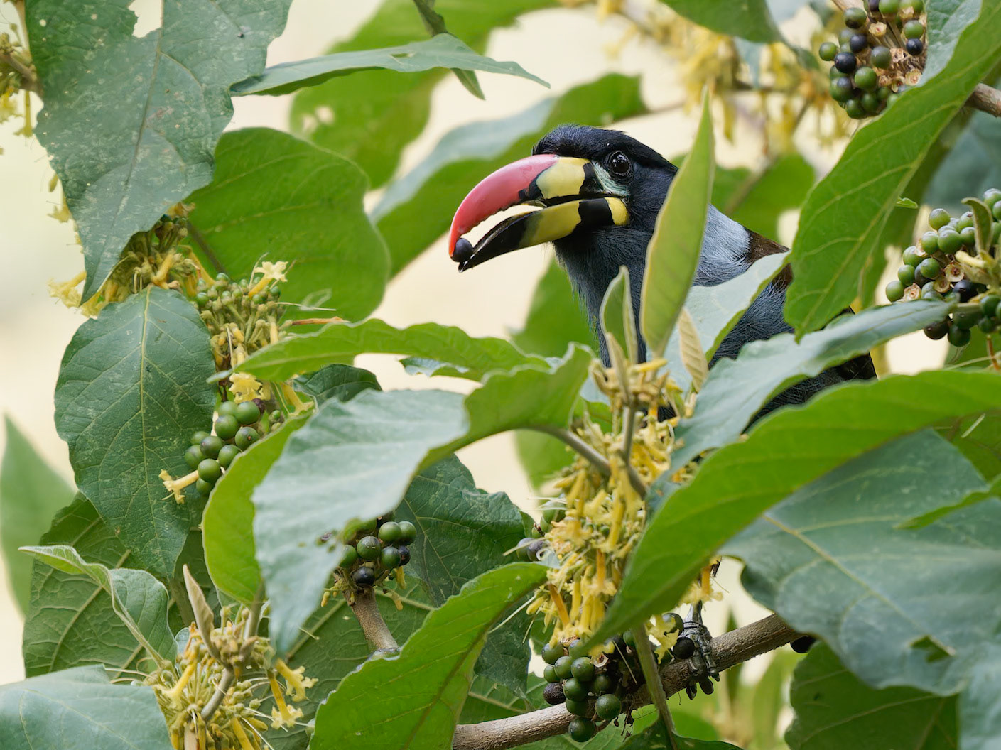 Grey Breasted Mountain Toucan