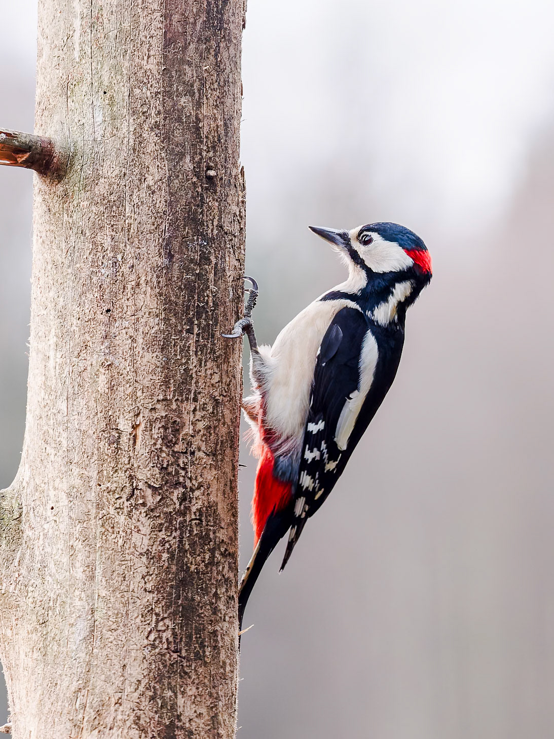 Great Spotted Woodpecker