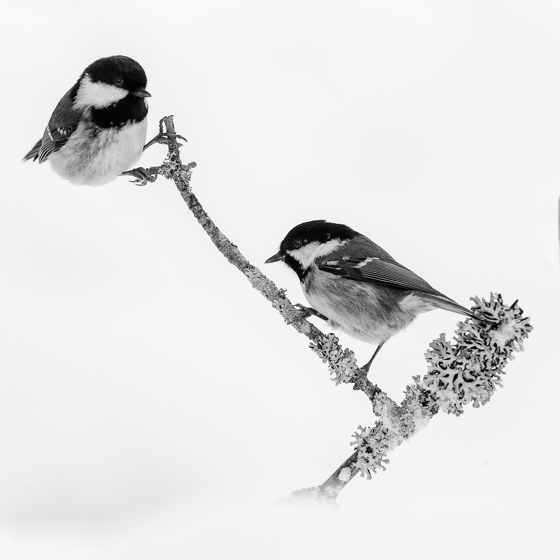 Two Coal Tits in snow