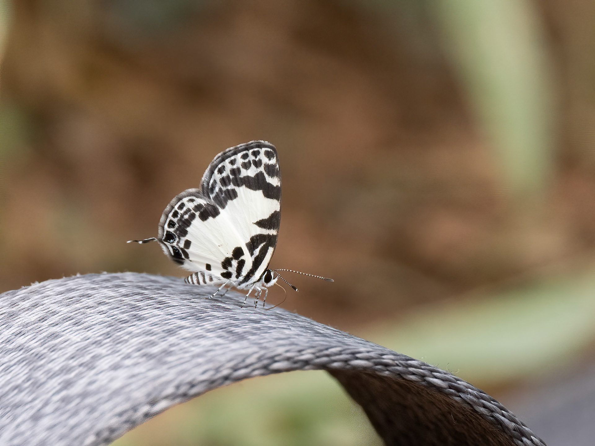 Forest Pied Pierot, Tuxentius carana, Lycaenidae family