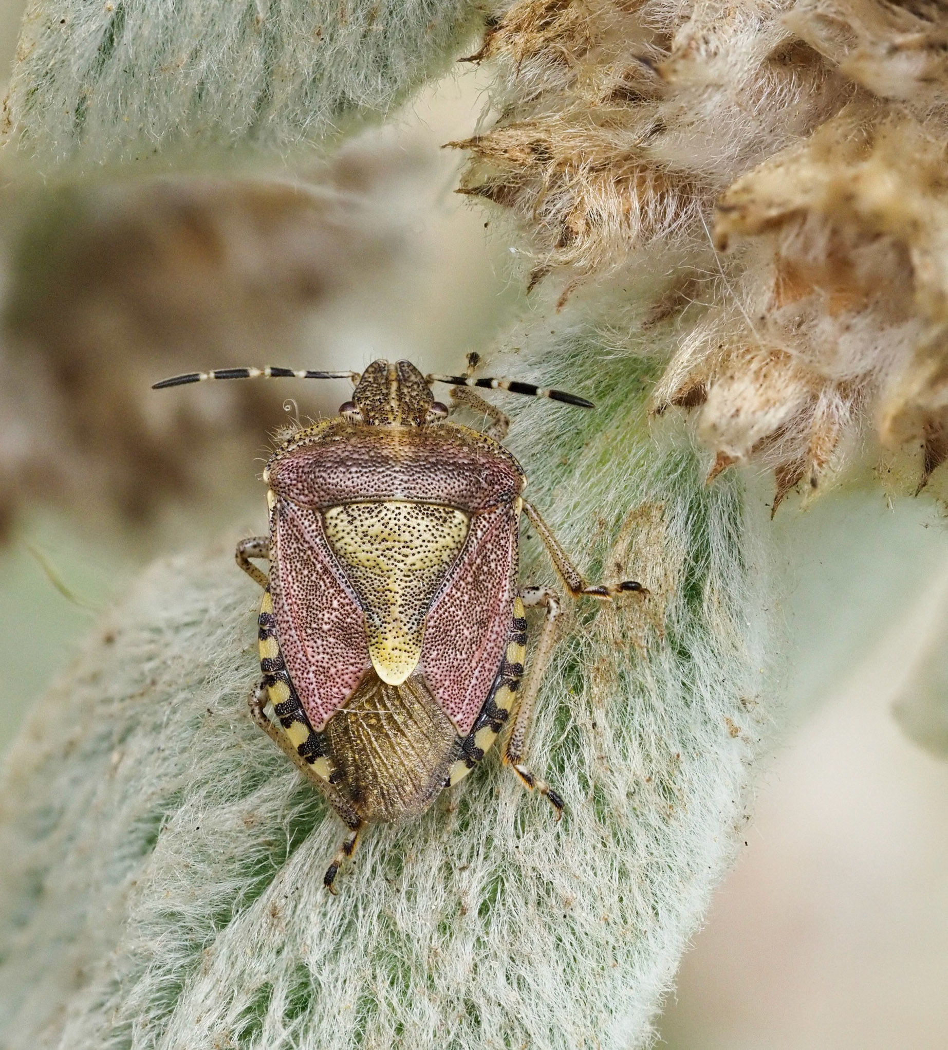 Hairy Shield Bug 