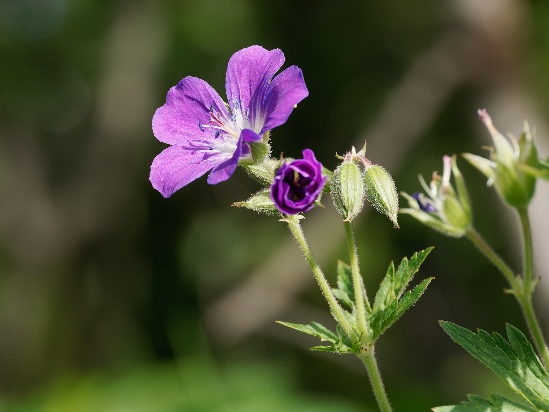 Wood Crane's-bill