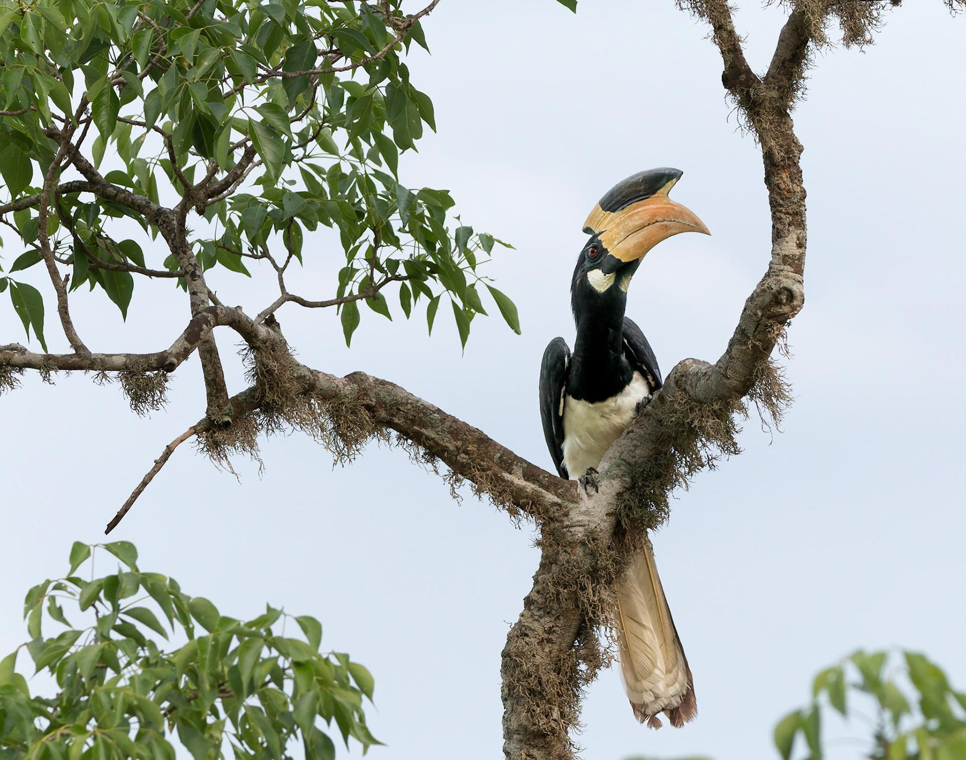 Malabar Pied Hornbill