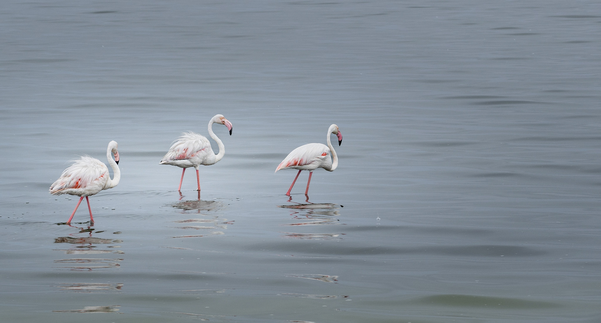 Flamingoes