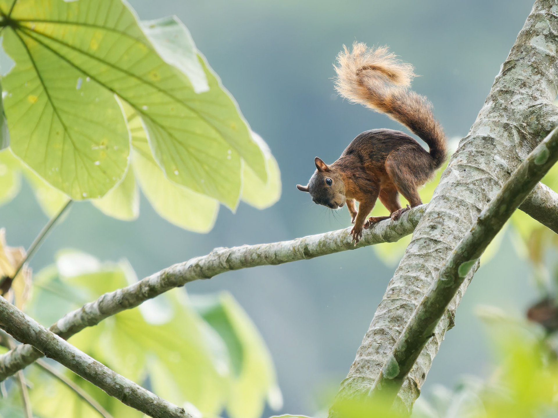 Red Tailed Squirrel