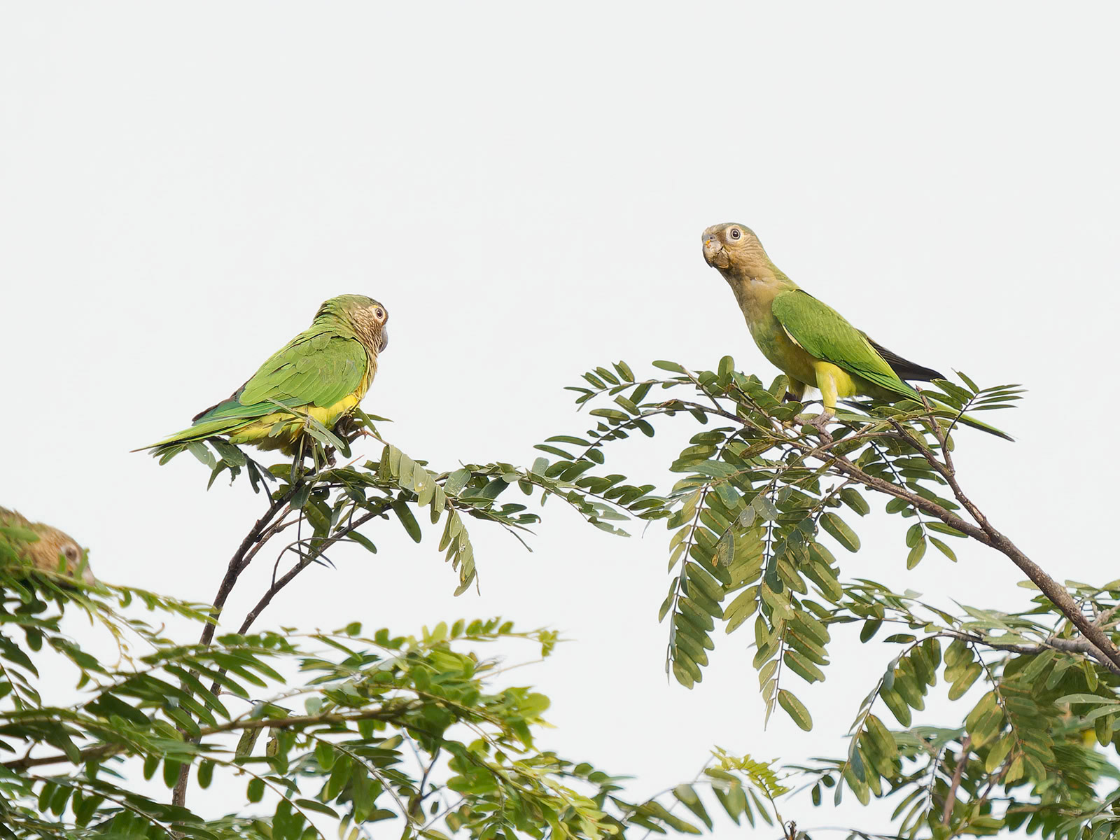 Brown-throated Parakeets