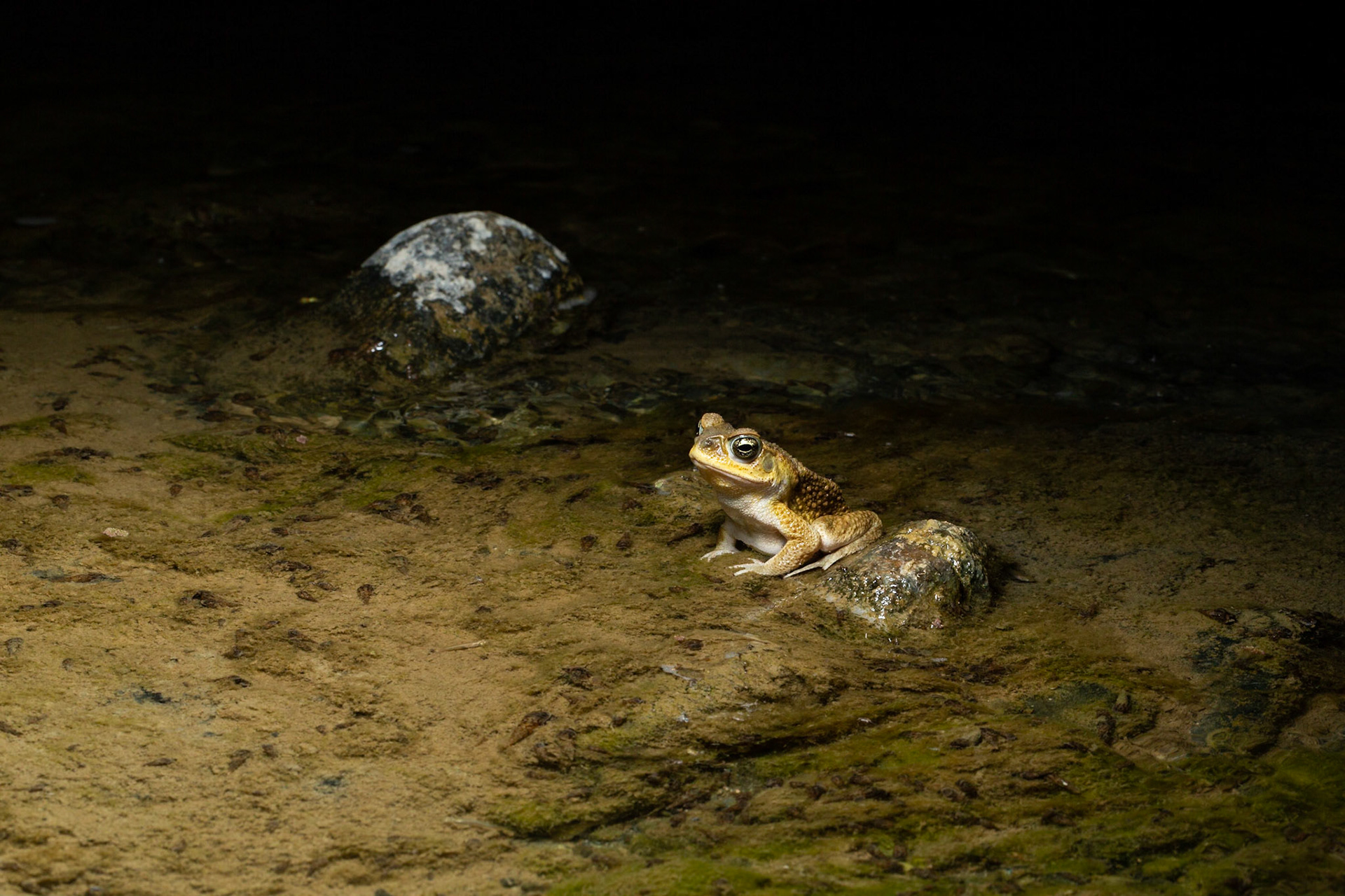 Cain Toad endemic (not harmful)