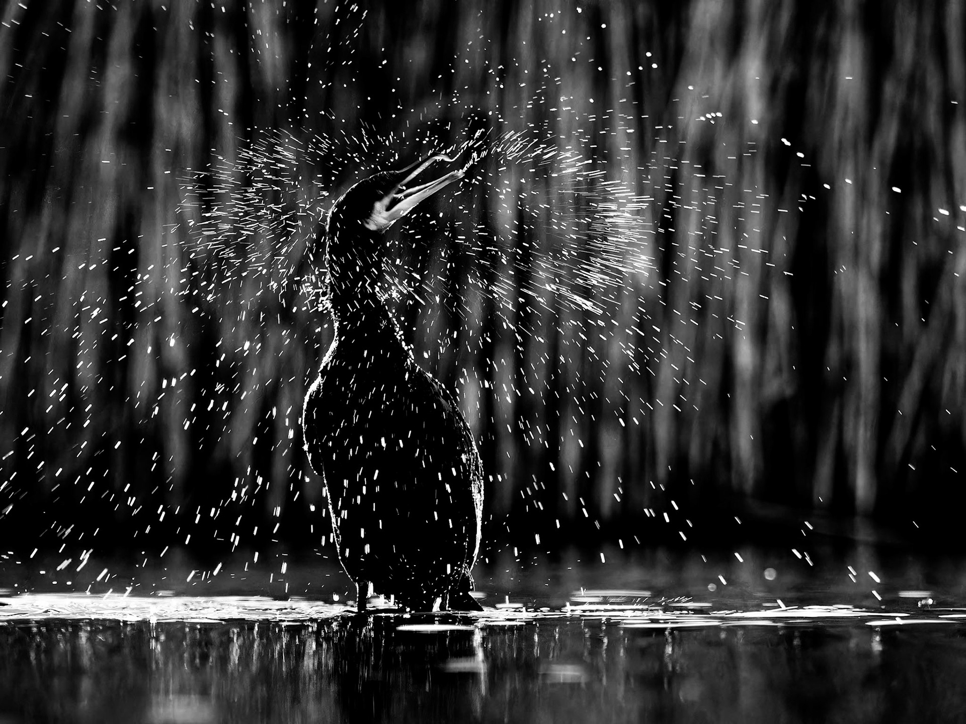 Cormorant shake at night - mono
