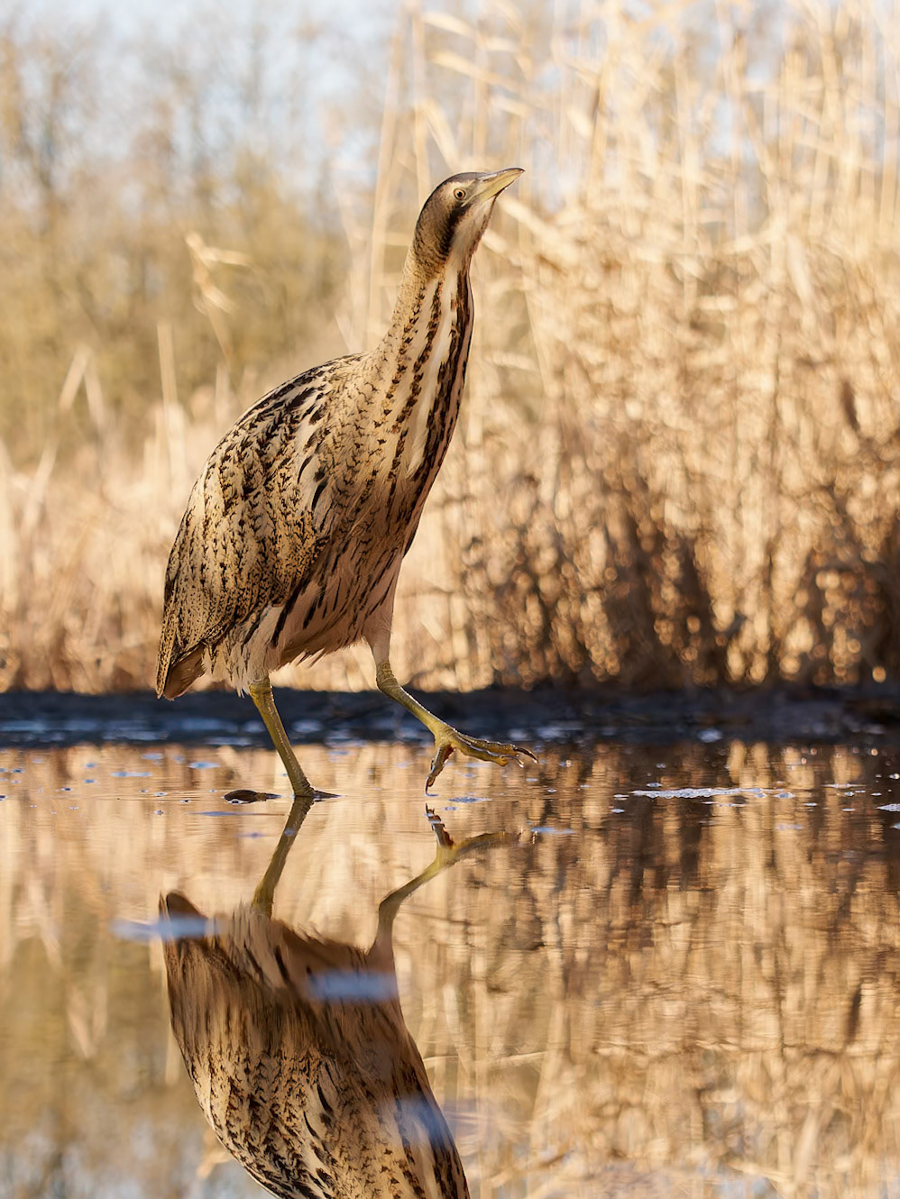Great Bittern