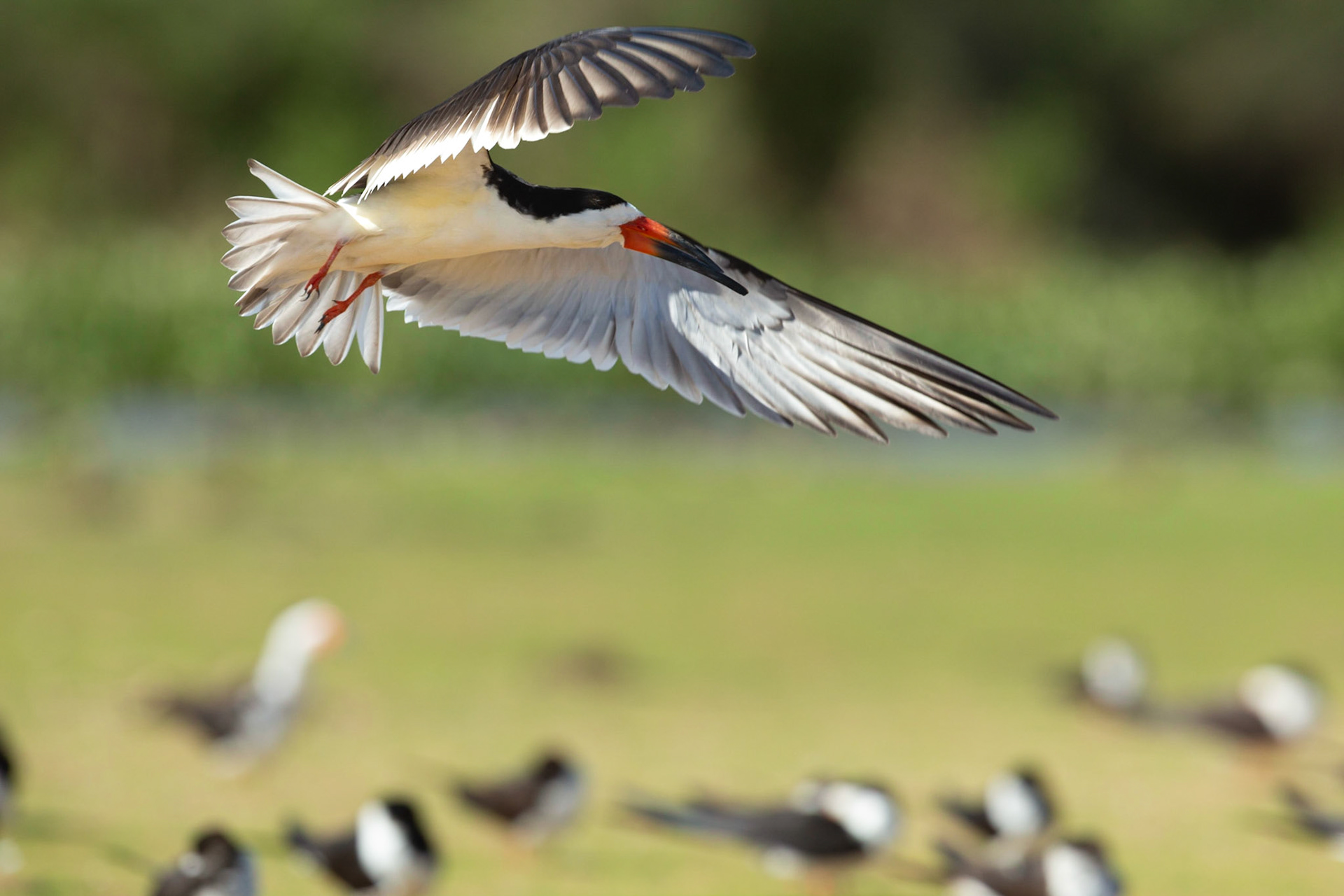 Black Skimmer