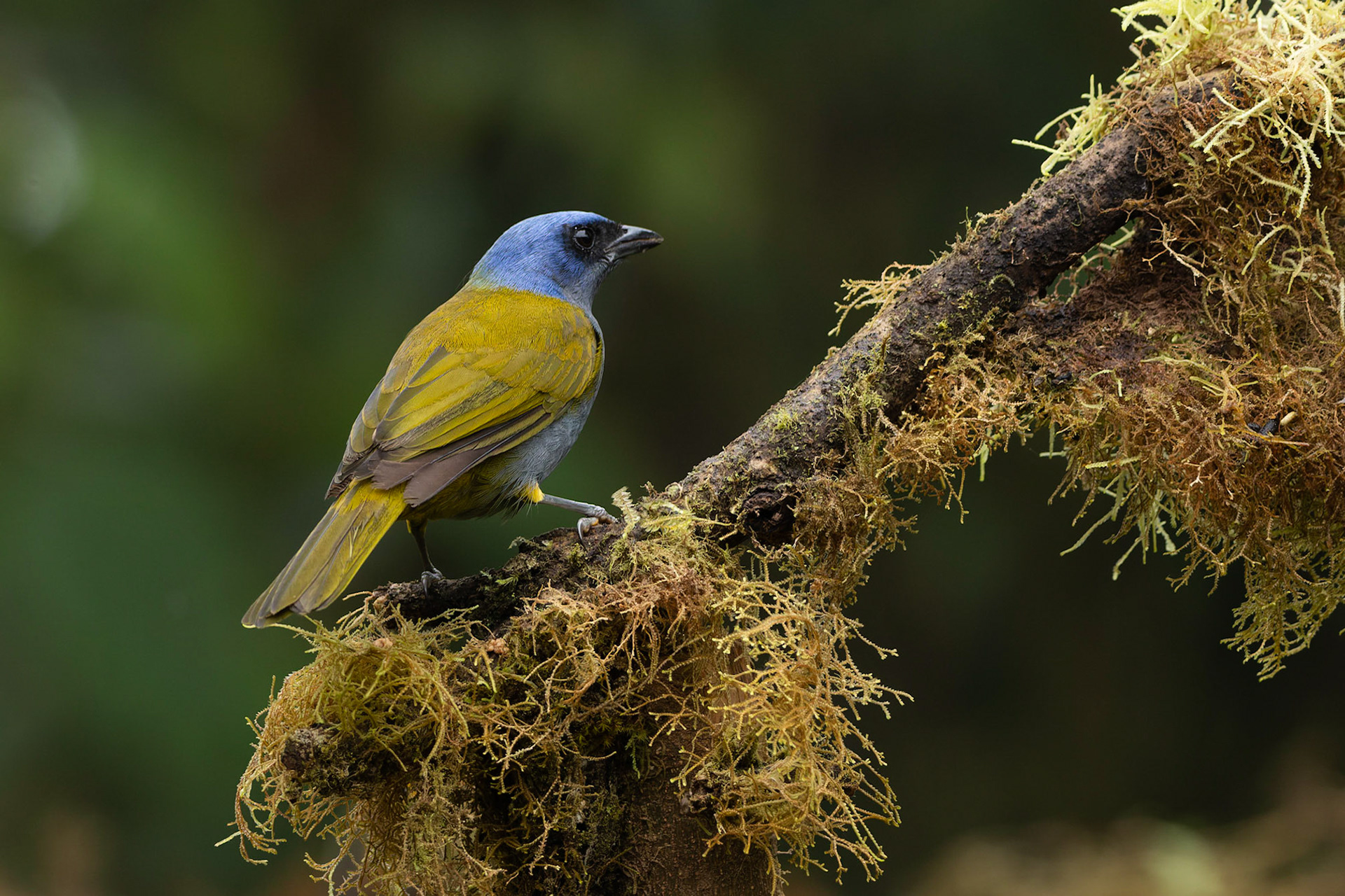 Blue capped Tanager (Sporathraupis cyanocephala)