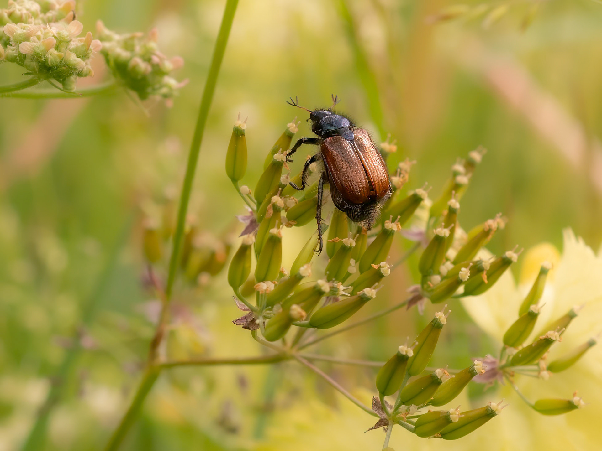 Garden Chafer
