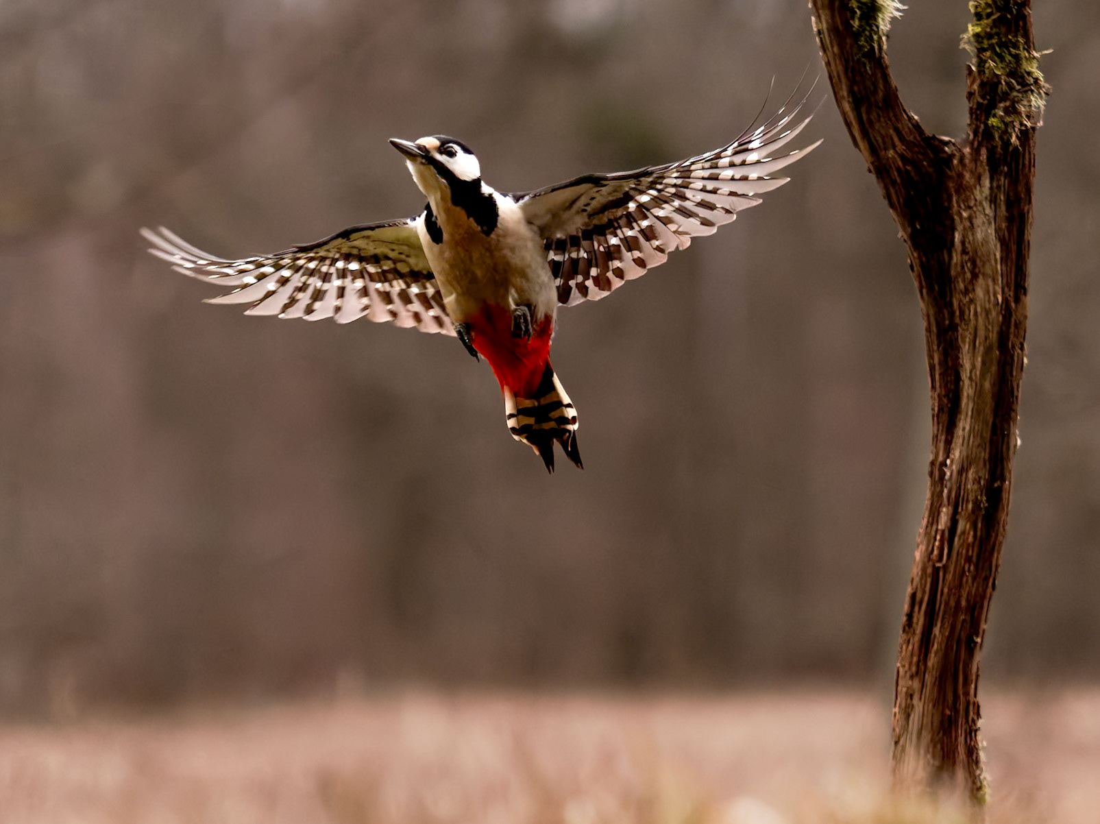 Great Spotted Woodpecker