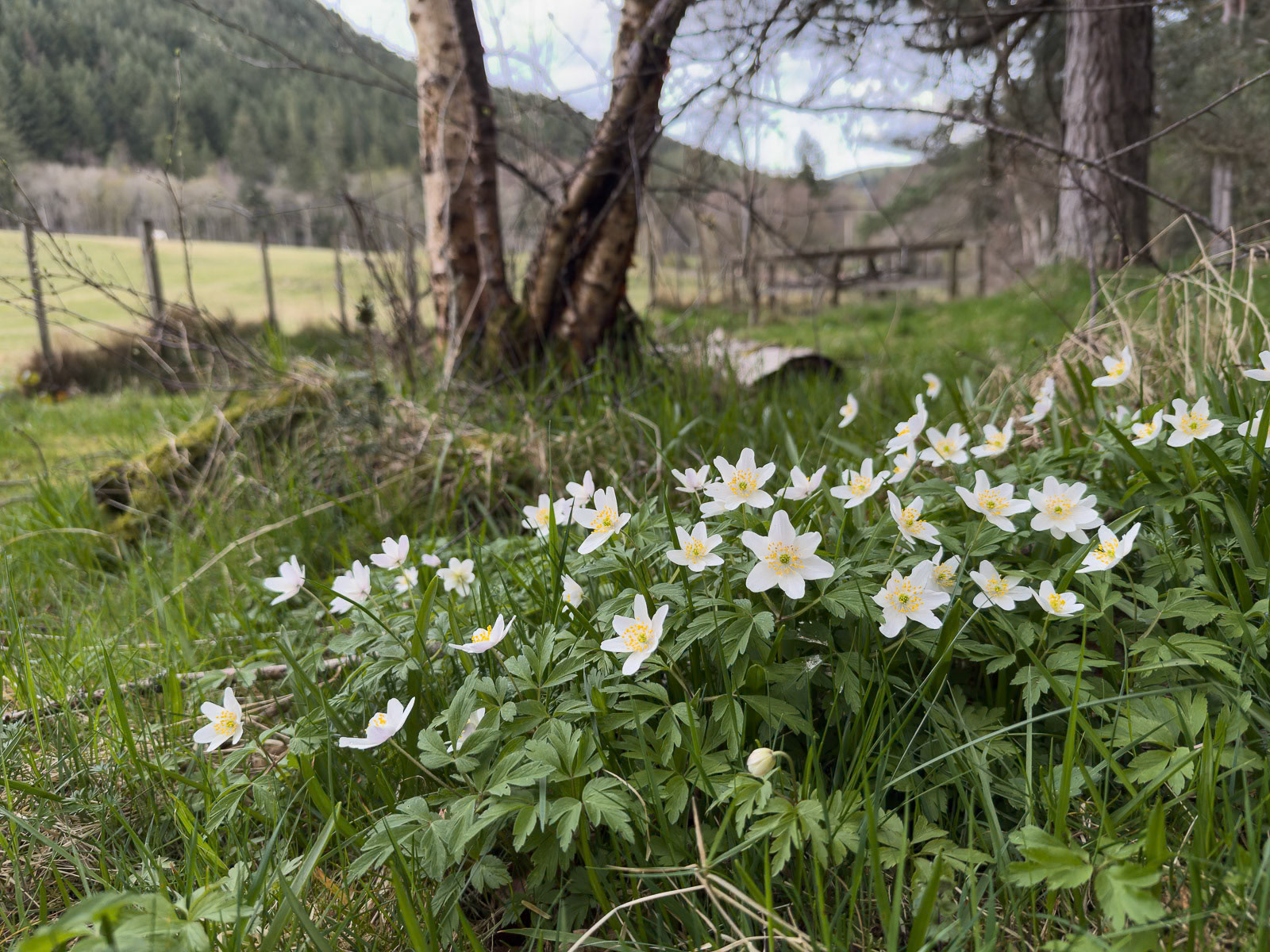Wood Anemones