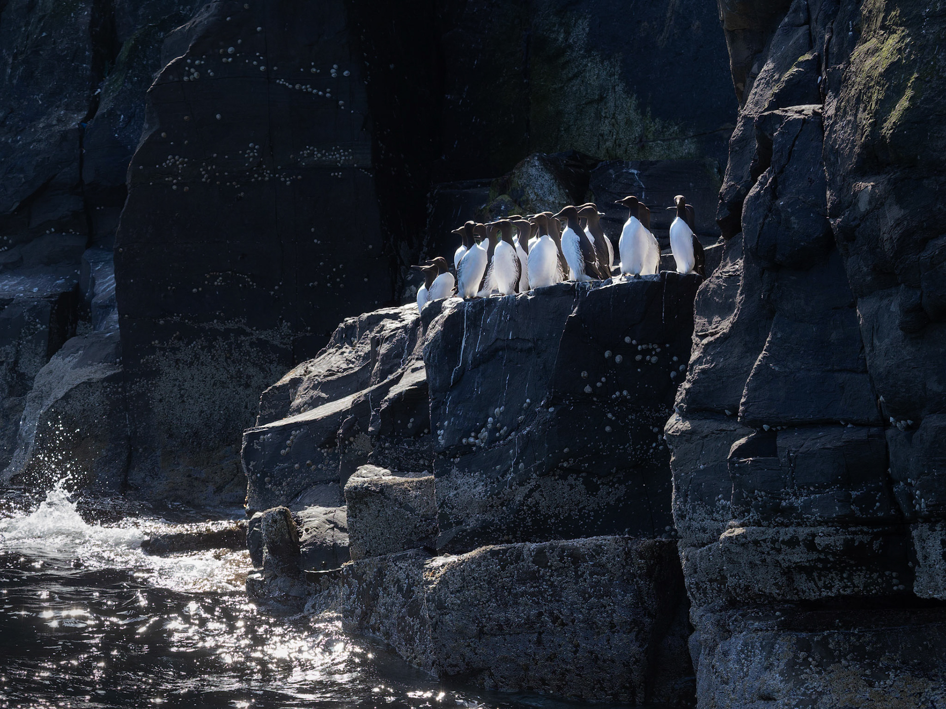 Guillemots
