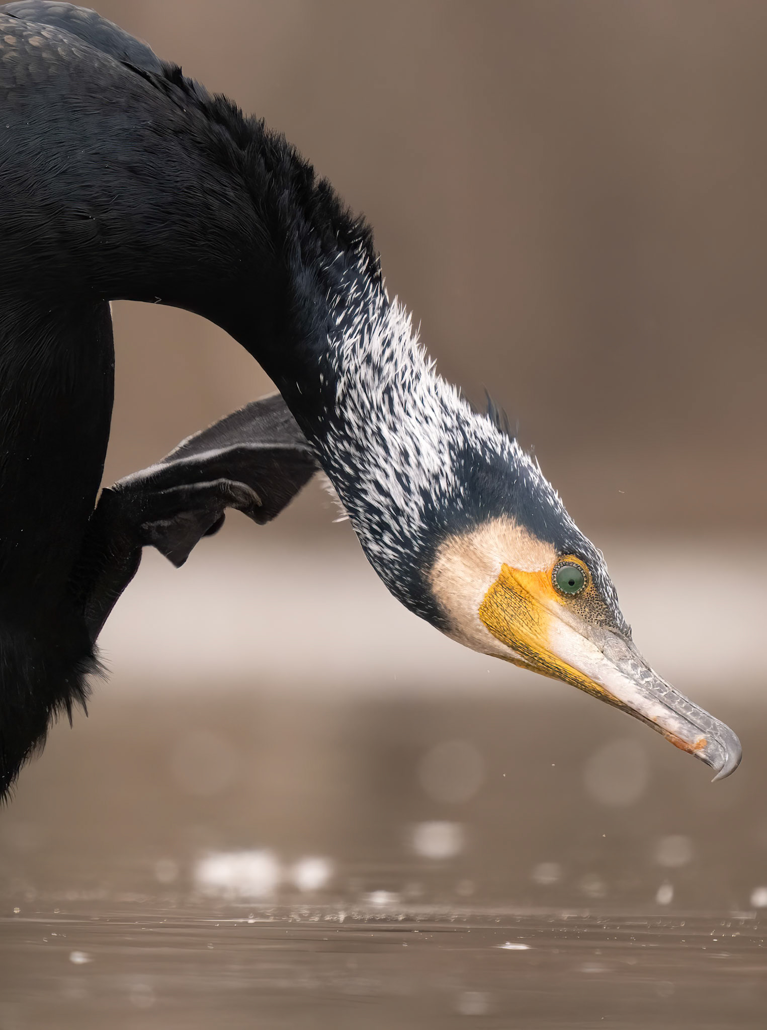 Cormorant scratching