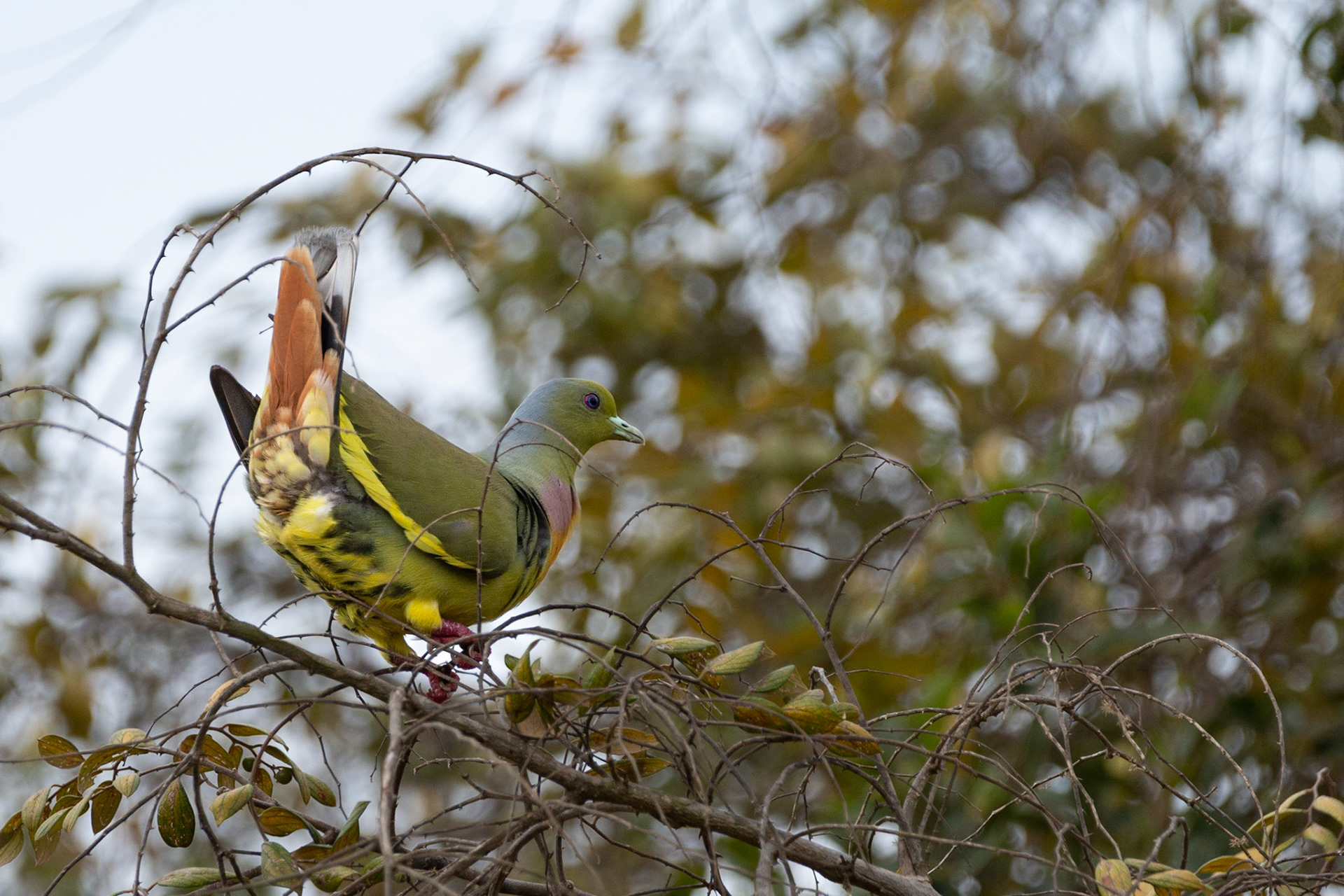 Orange -Breasted Green-Pigeon