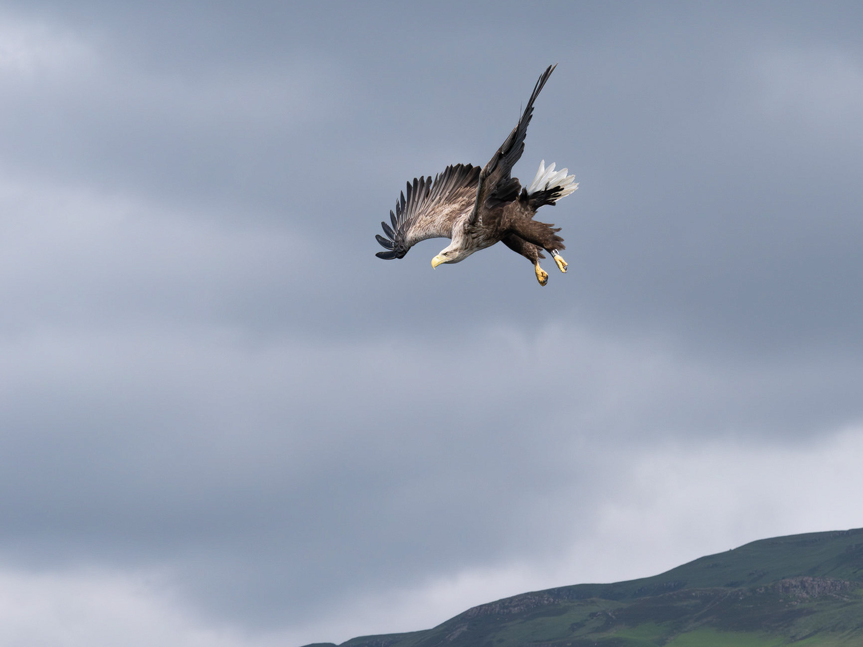 White Tailed Sea Eagle - Haliaeetus albicilla