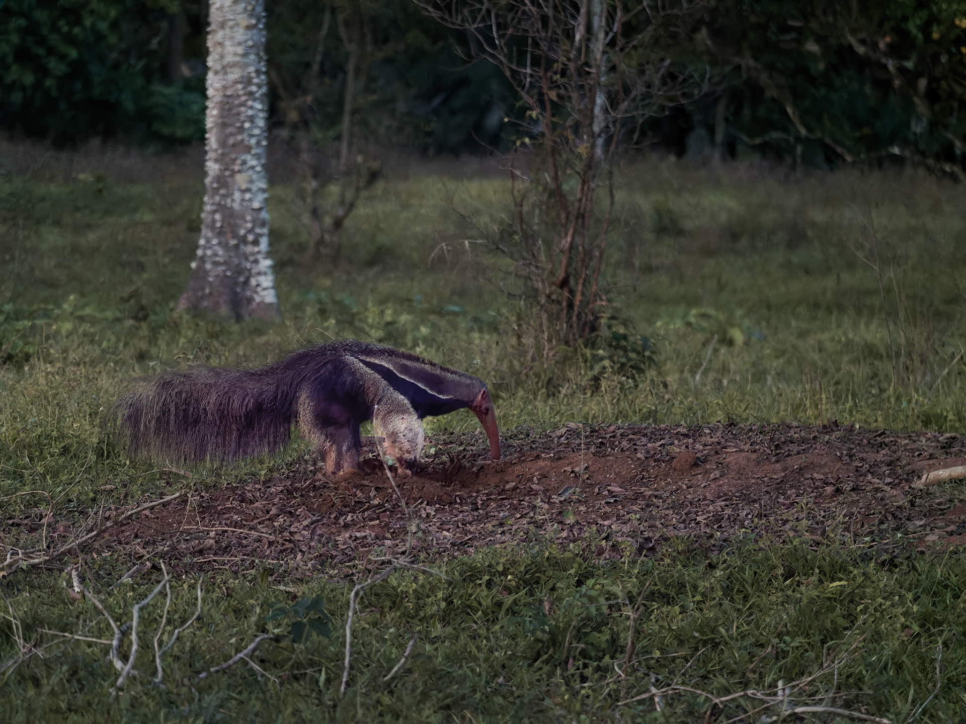 Anteater as the light fails