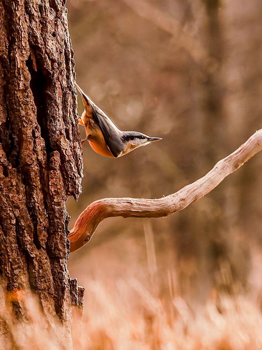 Nuthatch