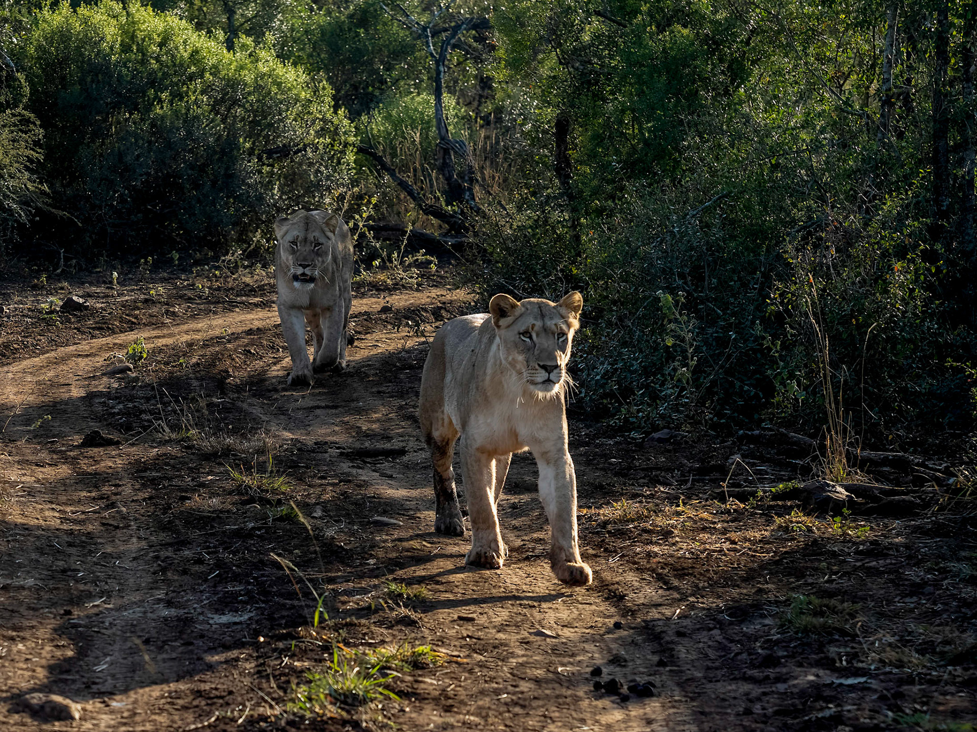 Lionesses