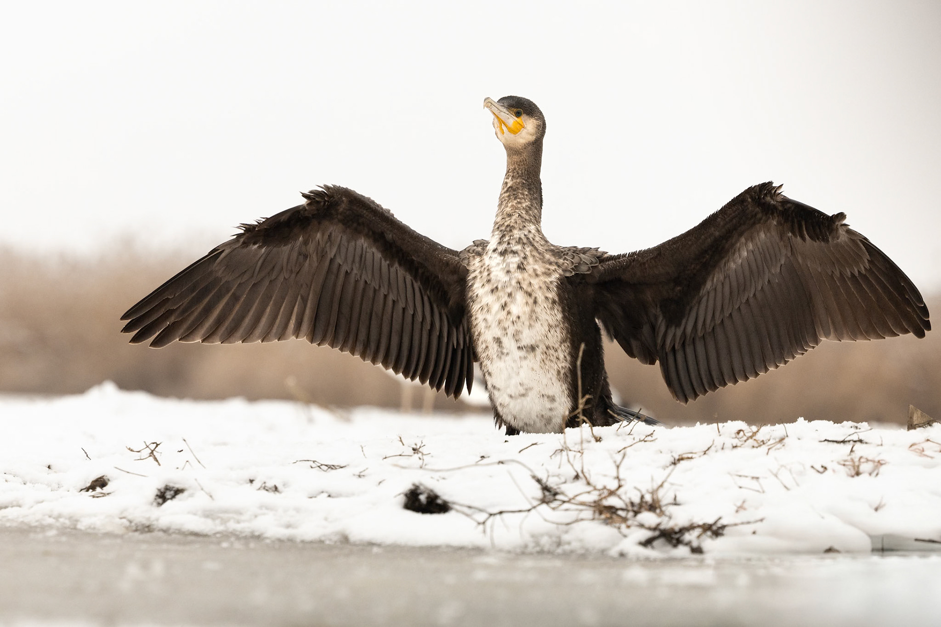 Juvenile Cormorant