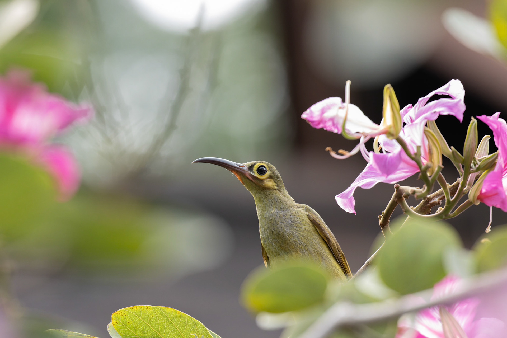 Little Spider Hunter (Arachnothera longirostra)