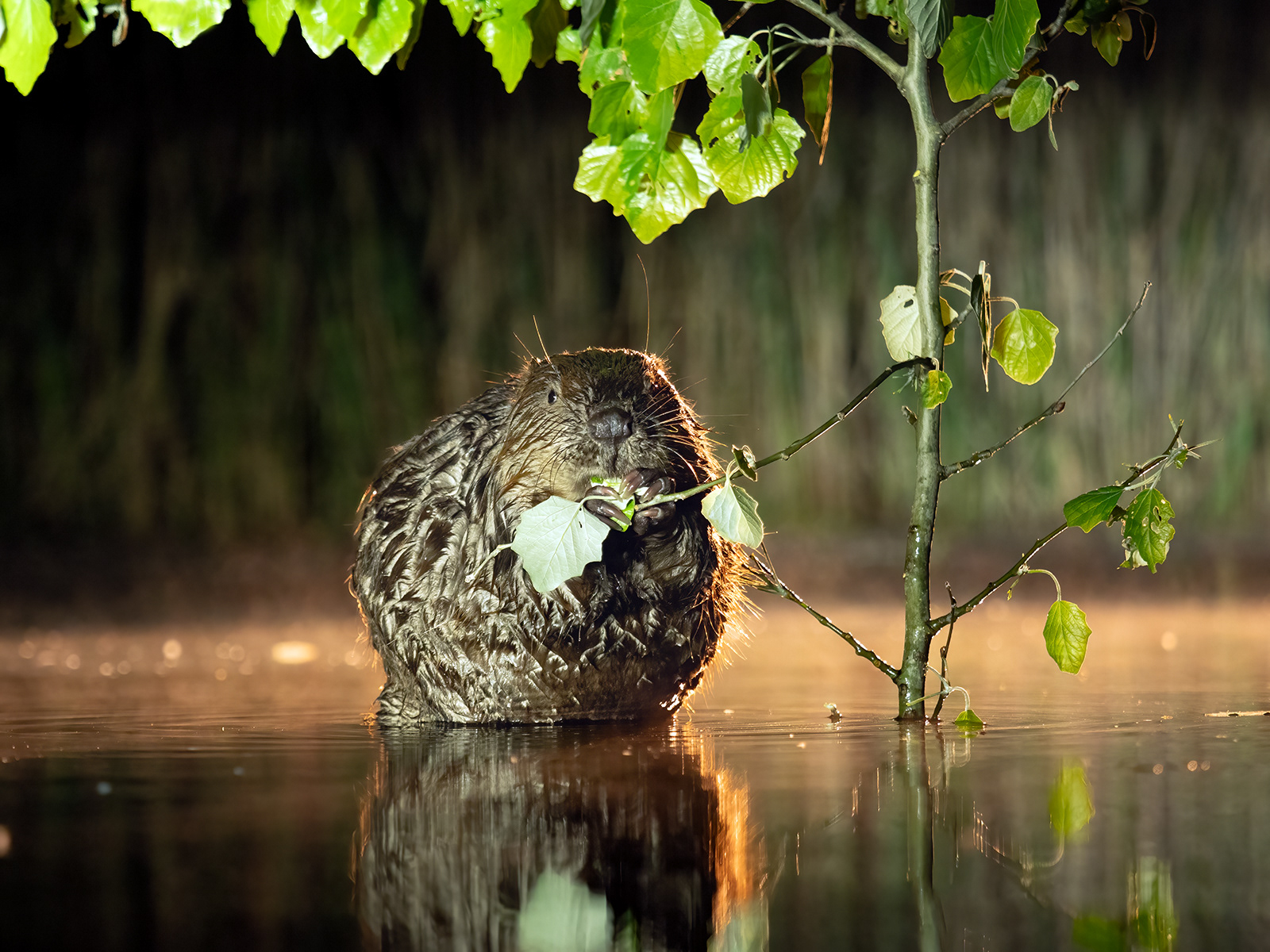 Beaver