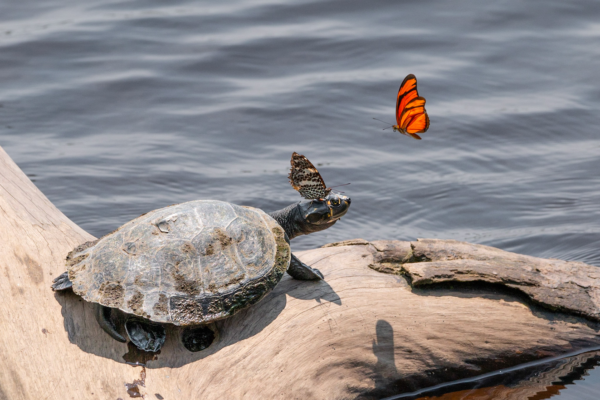 River Turtle with butterflies