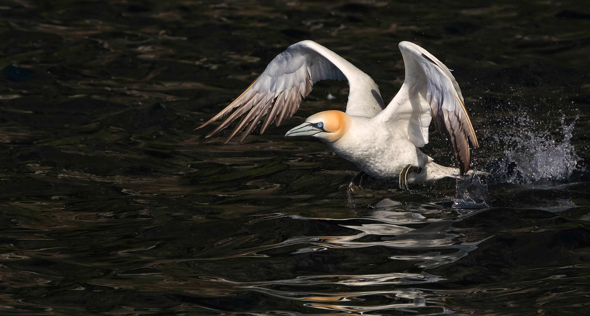 Northern Gannet (Morus bassanus) about to fly