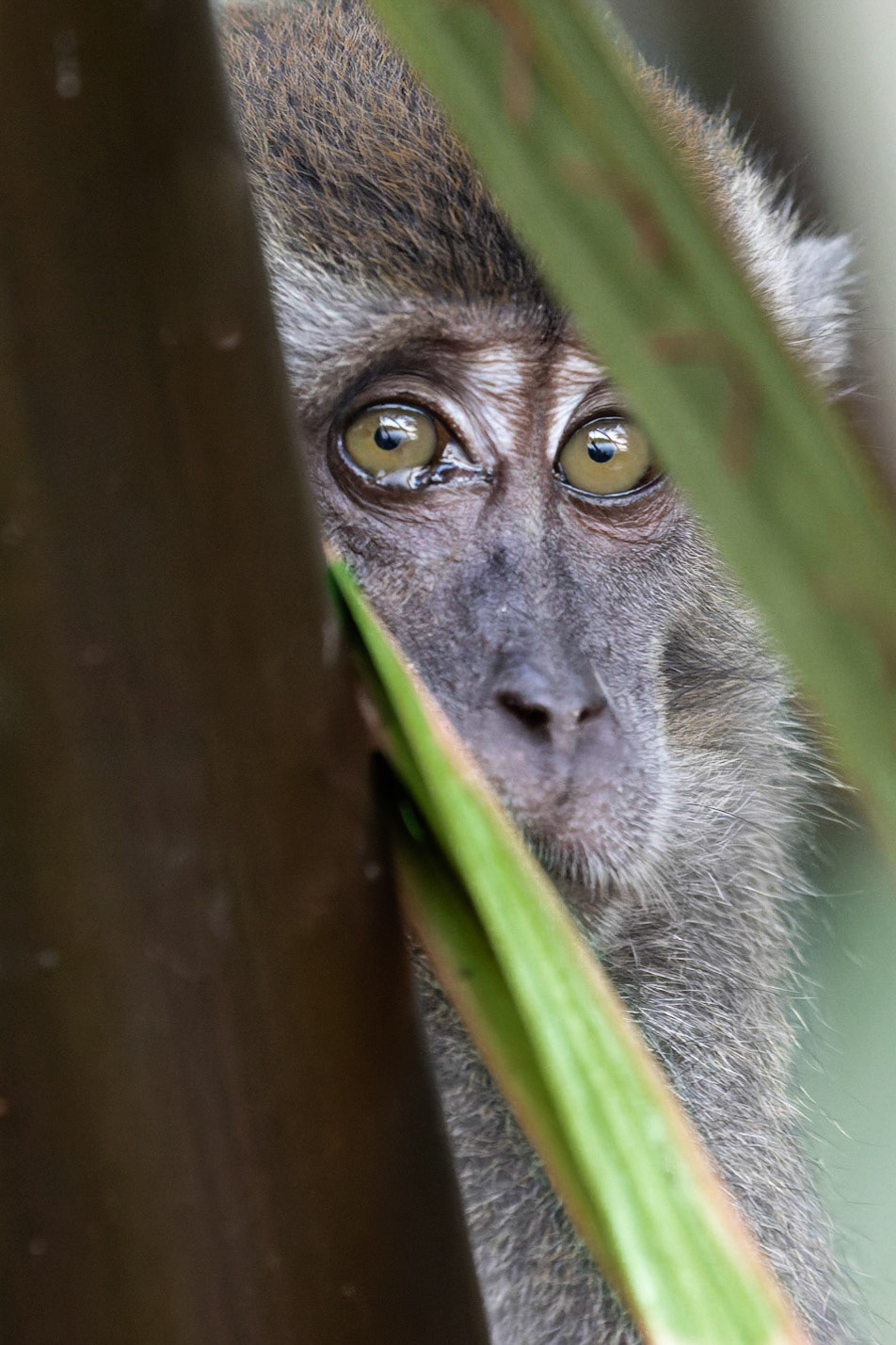 Long Tailed Macaque