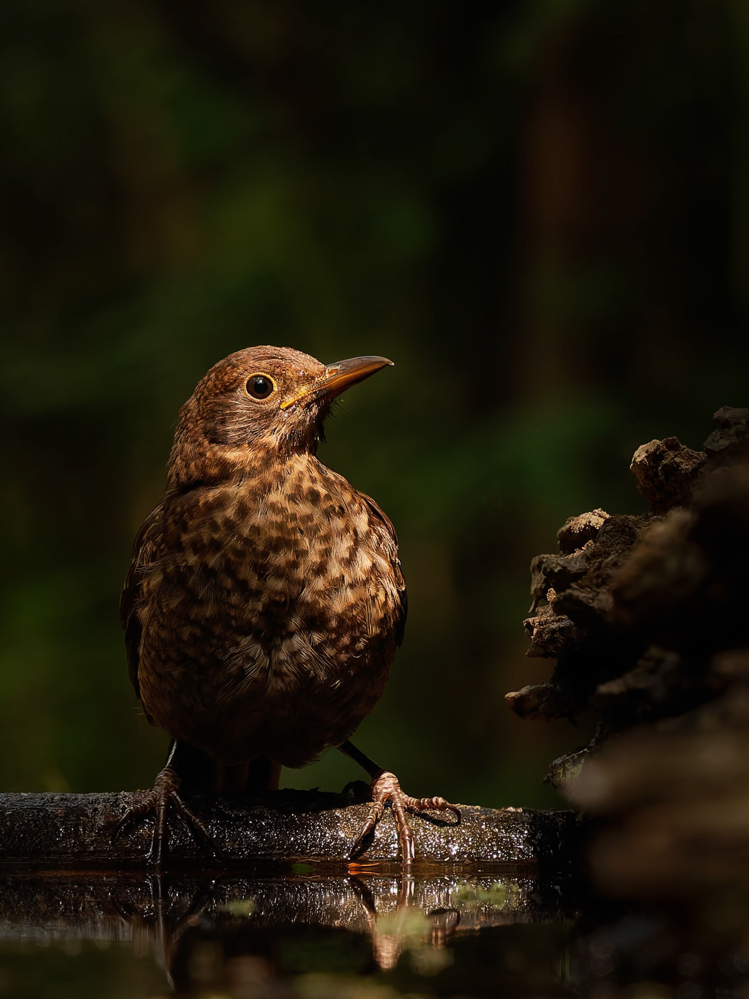 Thrush in morning light